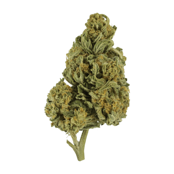 Blackwater | CannaCured Canada