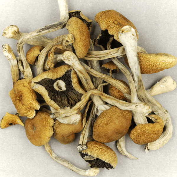 Cambodian Psilocybe Cubensis | CannaCured Canada