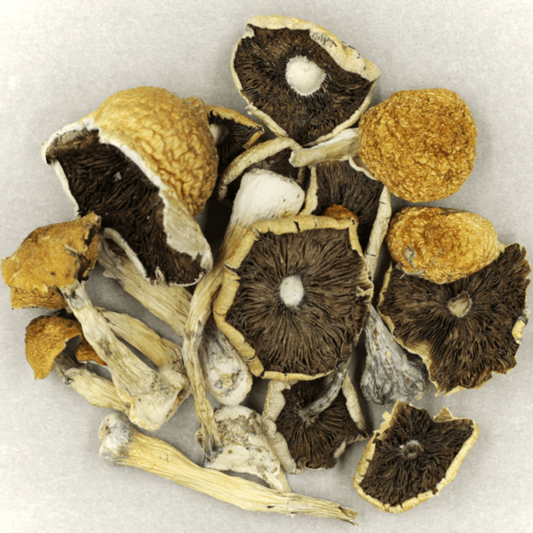 Penis Envy Cubensis | CannaCured Canada