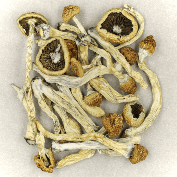 Texas Yellow Cap | CannaCured Canada