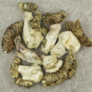 White Burma | CannaCured Canada