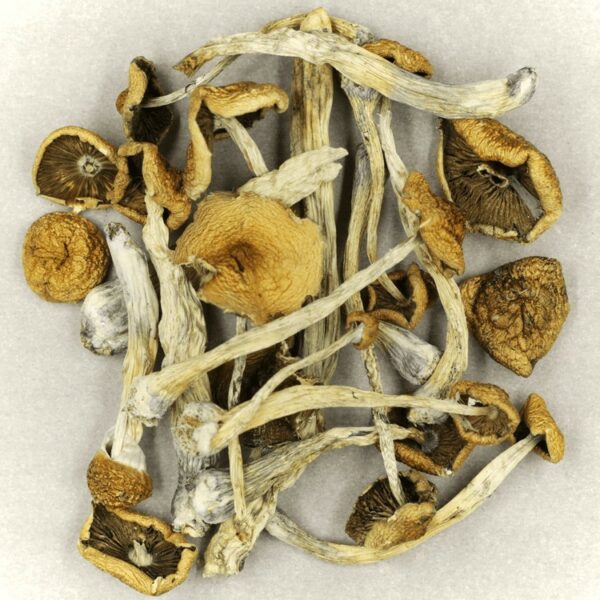 Psilocybe Cubensis Mexicana | CannaCured Canada