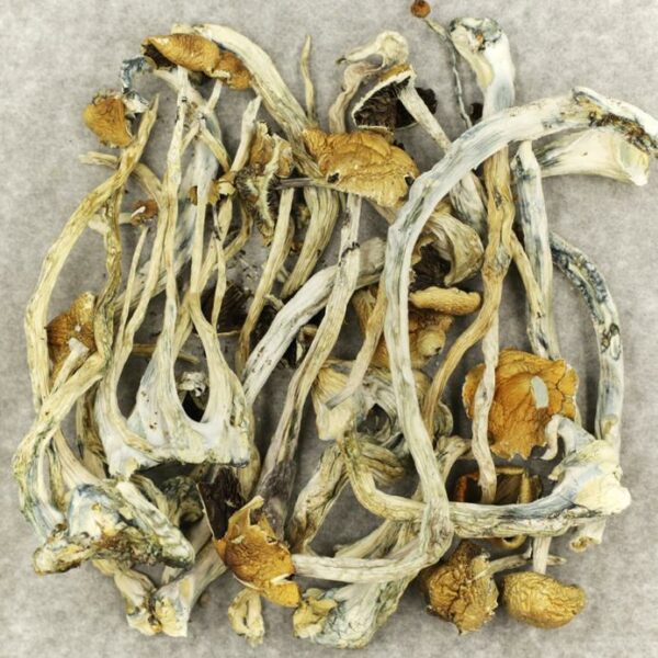Amazonian Cubensis | CannaCured Canada