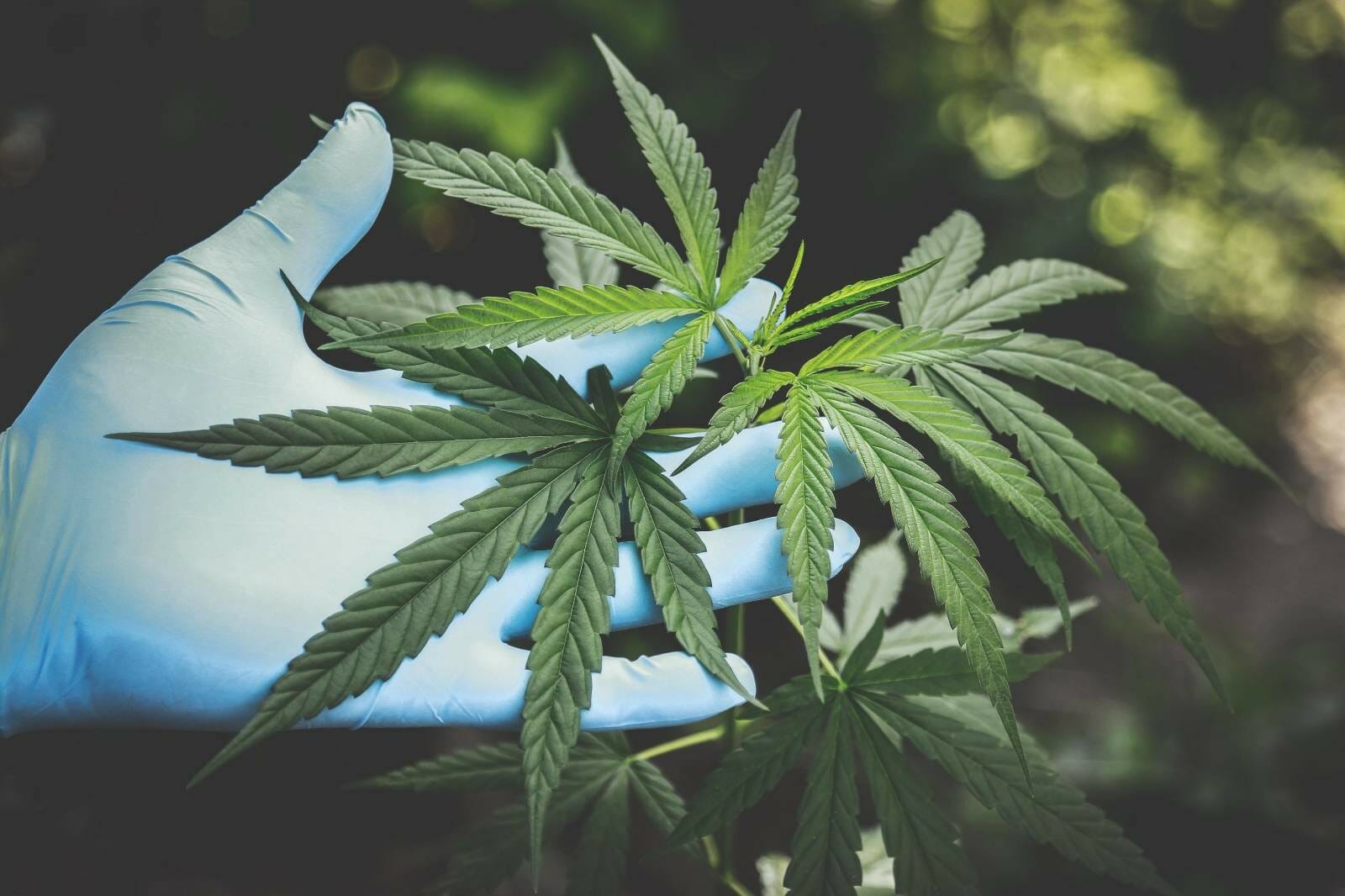 Buy cannabis Online Grasslife | CannaCured Canada
