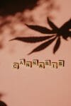 cannabis weed | CannaCured Canada