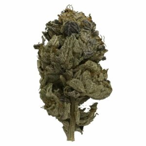 CannaCured Canada - Pink Gas Strain | CannaCured Canada