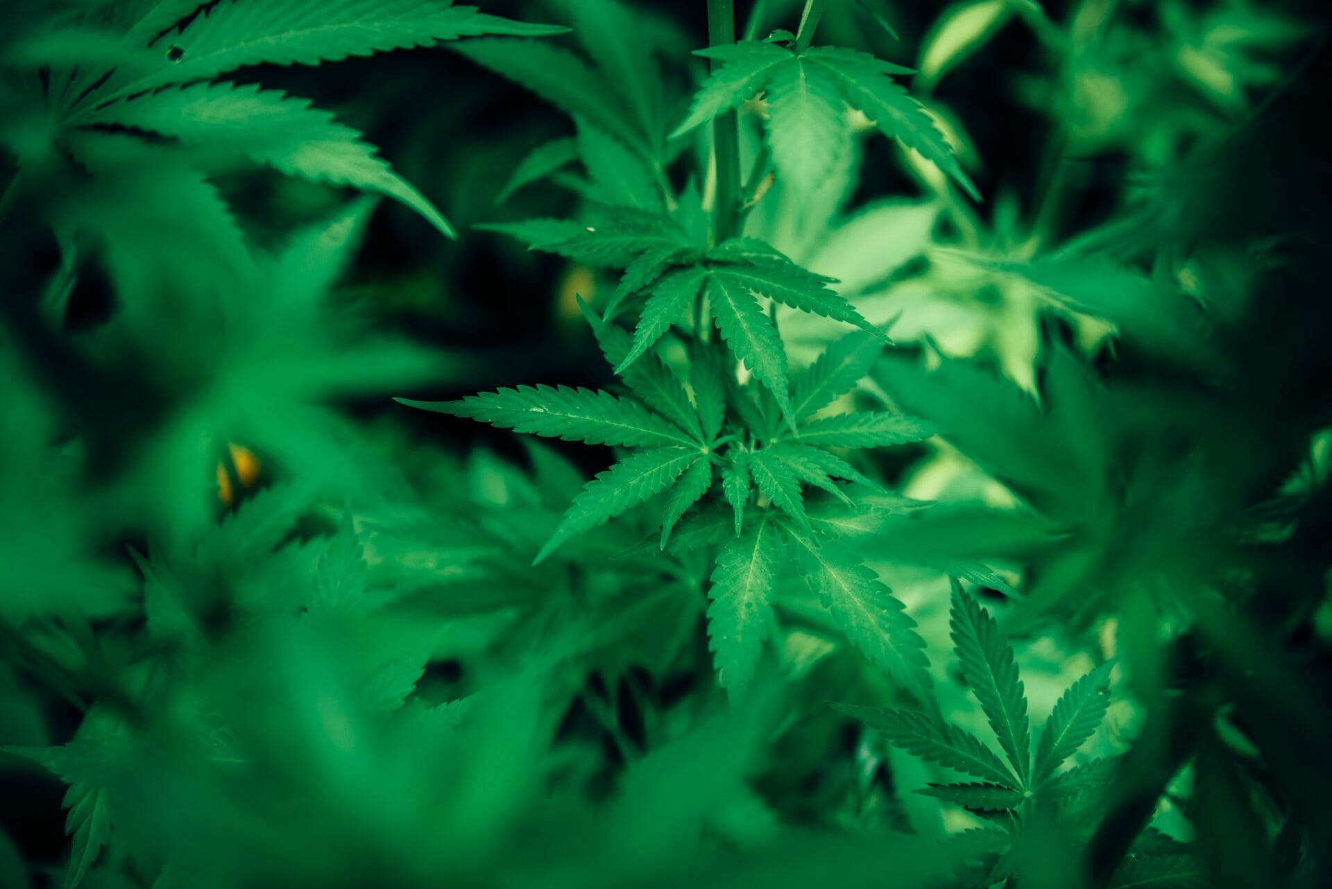 wholesale Cannabis | CannaCured Canada