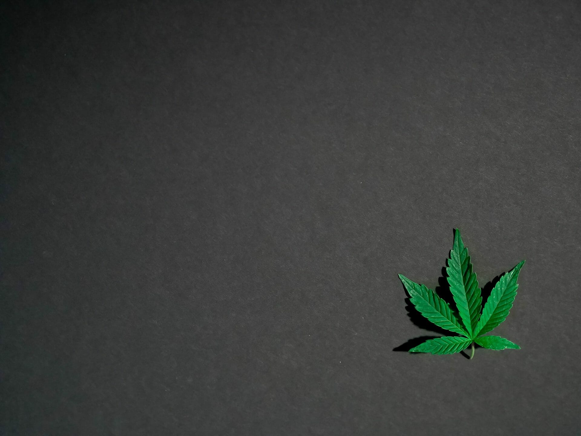 Hybrid Weed | CannaCured Canada